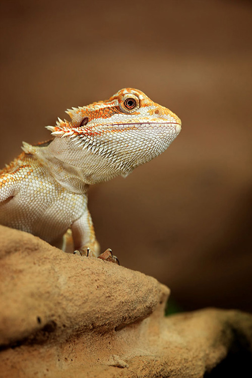 Aufzucht der Bartagamen Jungtiere