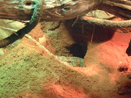 Eiablage bei Bartagamen - Probleme und Dauer