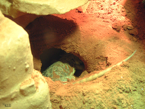 Eiablage bei Bartagamen - ohne Befruchtung (unbefruchtet)?