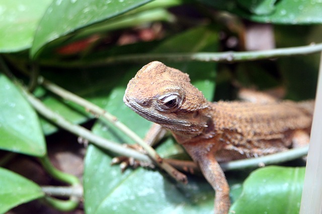 Luftfeuchtigkeit im Terrarium