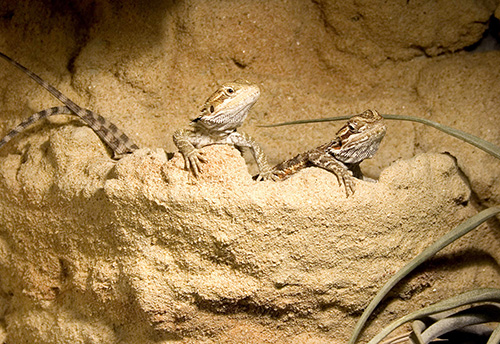 Terrarienbau für Bartagamen Terrarienbau fuer Bartagamen