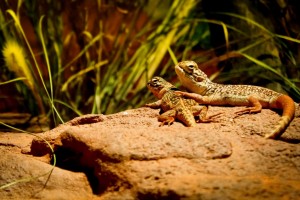 Welche Pflanzen sind für ein Terrarium mit Wüstenlandschaft geeignet