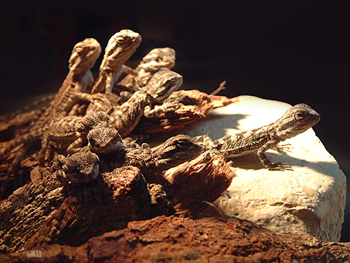 Bartagame Quarantäneterrarium