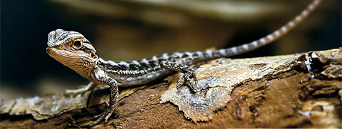 Wie hoch sind die Kosten für eine Kotprobe bei Bartagamen?